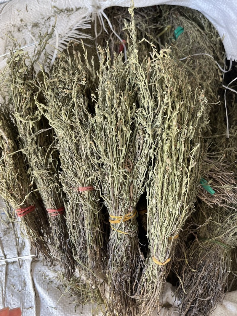 独角金新货，青绿，短，货靚价格低！