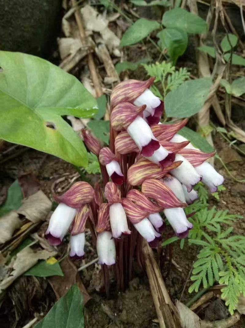 野菰，管针花，2斤包邮