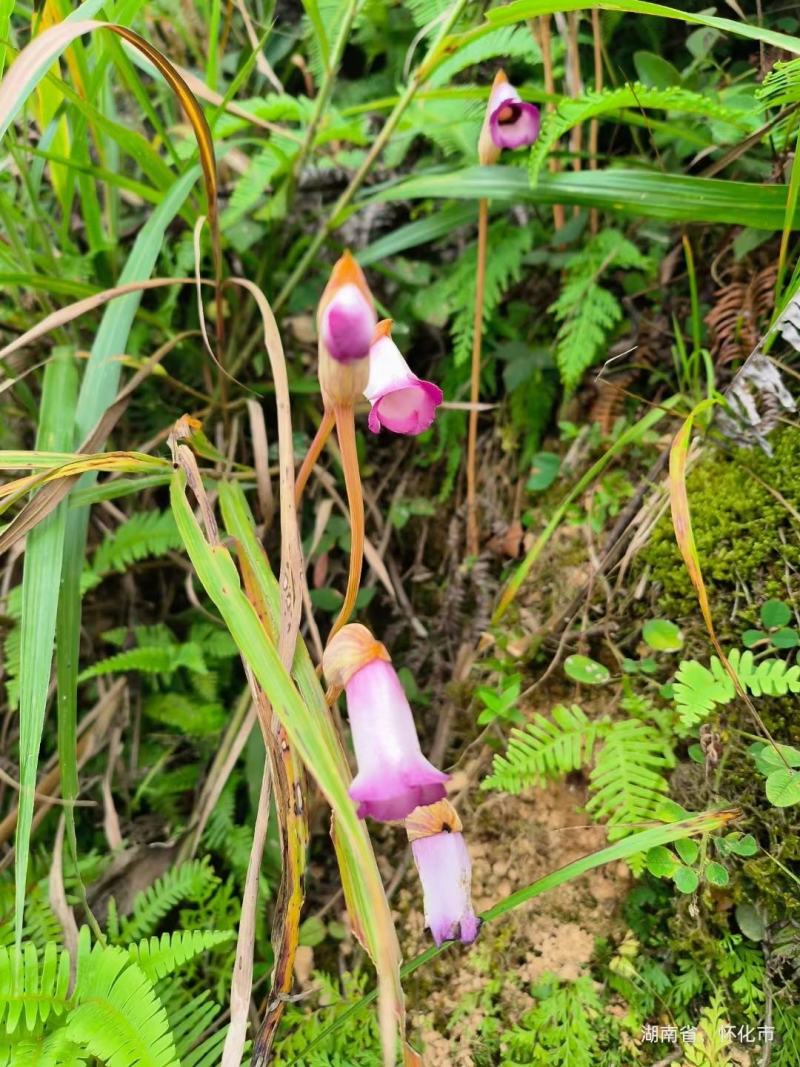 野菰，管针花，2斤包邮
