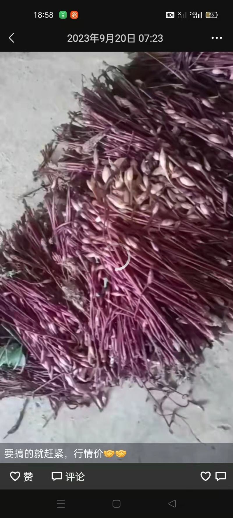 野菰，管针花，2斤包邮
