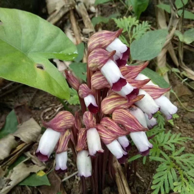 野菰，管针花，2斤包邮