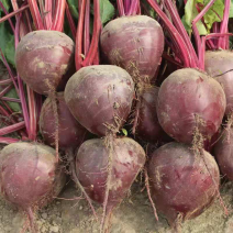 甜菜根甜菜头现挖现发出口品质透心红植提原料