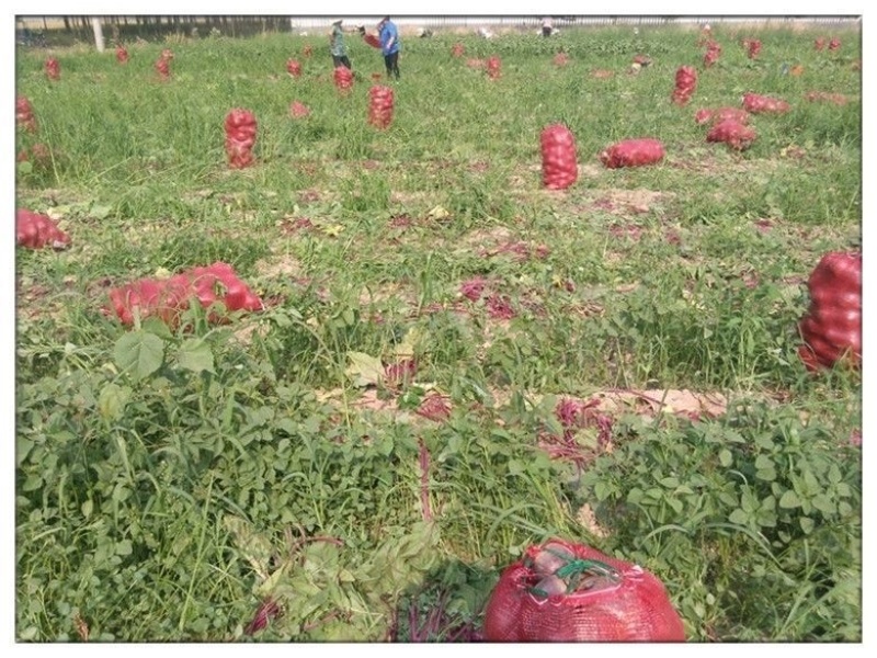 甜菜根甜菜头现挖现发出口品质透心红植提原料