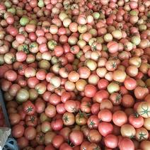 【西红柿】山东优质硬粉西红柿，产地直发，品质保证，可视频看货