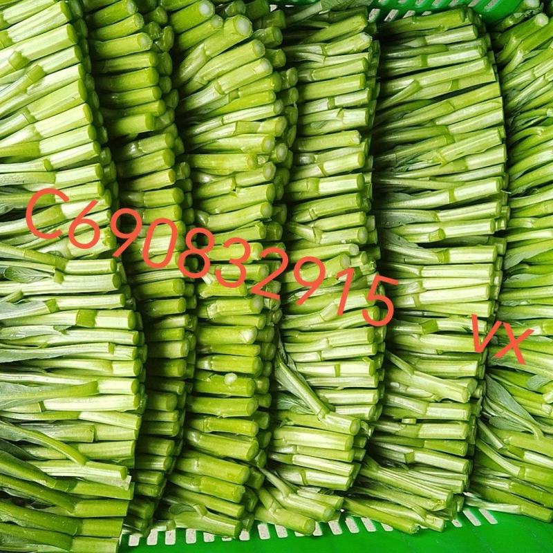 广东菜心