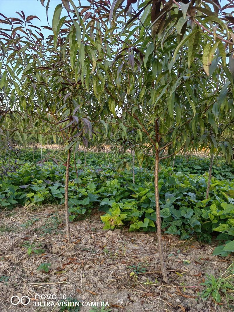 河北红叶碧桃苗2公分100万株3公分120万株4公分碧桃