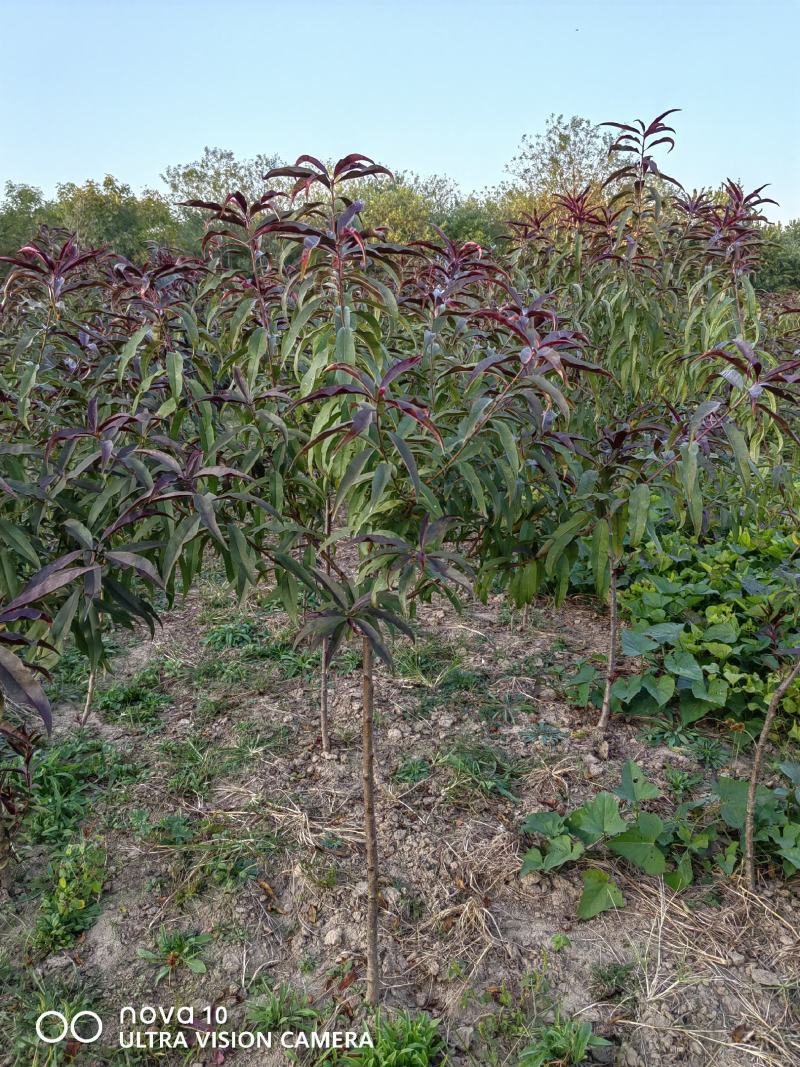 河北红叶碧桃苗2公分100万株3公分120万株4公分碧桃