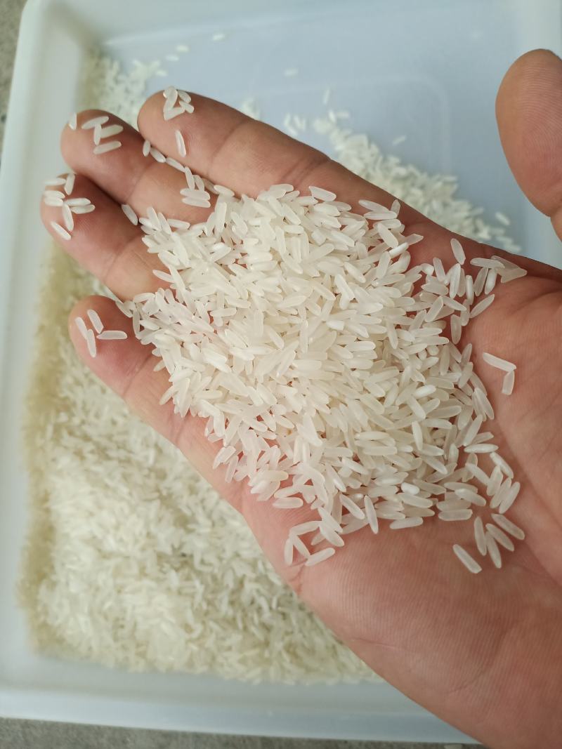 仁同香丝苗