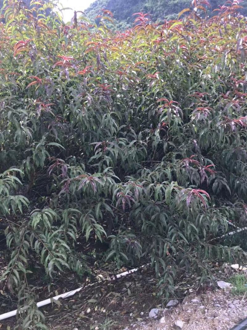 碧桃，桃花