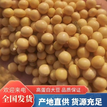 黄豆，高蛋白腐竹豆制品专用大豆厂家直供货源充足价优