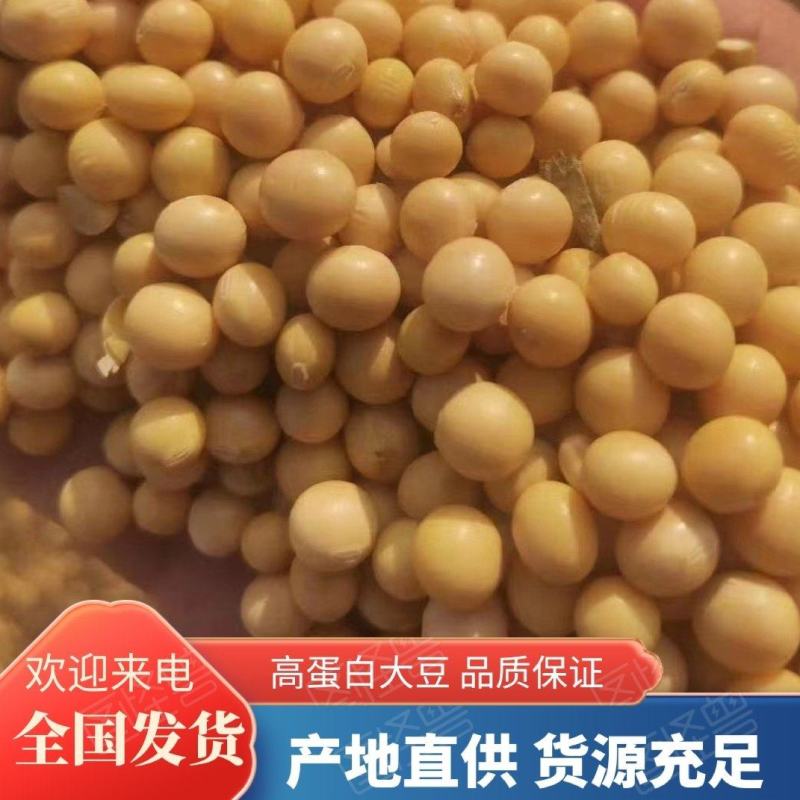 黄豆，高蛋白腐竹豆制品专用大豆厂家直供货源充足价优