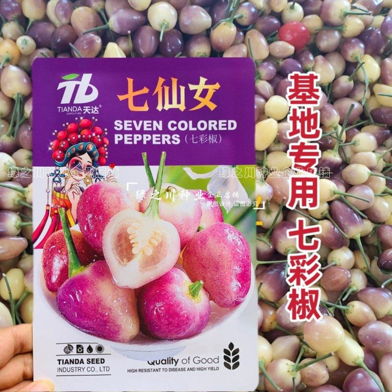 两广热销七彩椒种子味辣脆嫩五彩泡椒种子可腌渍泡制彩色辣椒