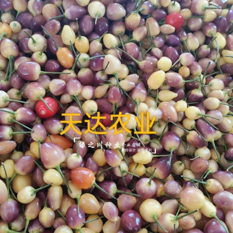 两广热销七彩椒种子味辣脆嫩五彩泡椒种子可腌渍泡制彩色辣椒