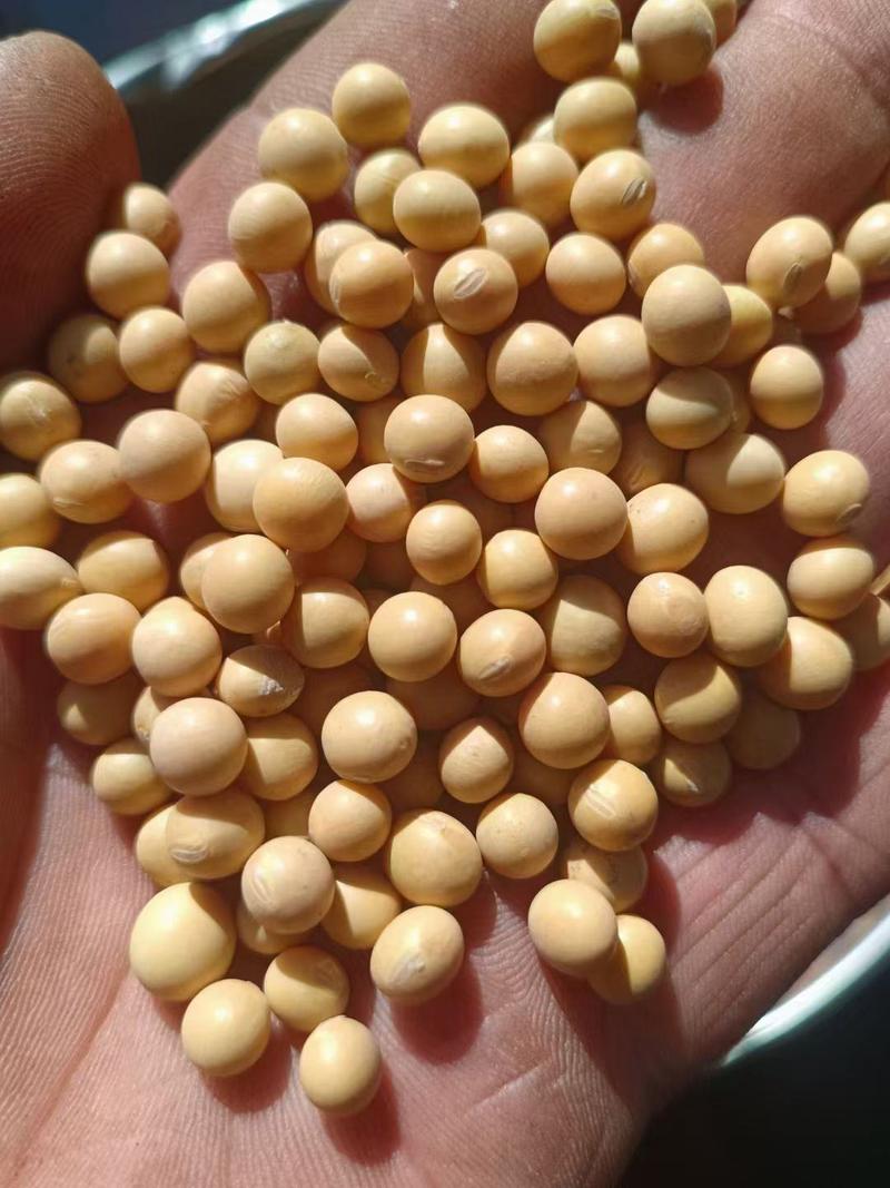 黄豆，高蛋白腐竹豆制品专用大豆厂家直供货源充足价优