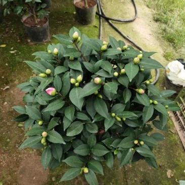 香妃茶花(30公分至1米高)