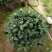 香妃茶花(30公分至1米高)