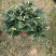 香妃茶花(30公分至1米高)