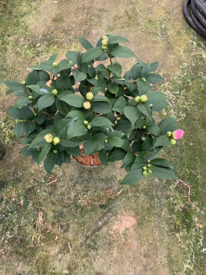 香妃茶花(30公分至1米高)