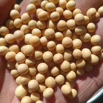 大豆蛋白42腐竹豆制品专用大豆货源充足品质保证全国发货