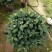 香妃茶花(30公分至1米高)