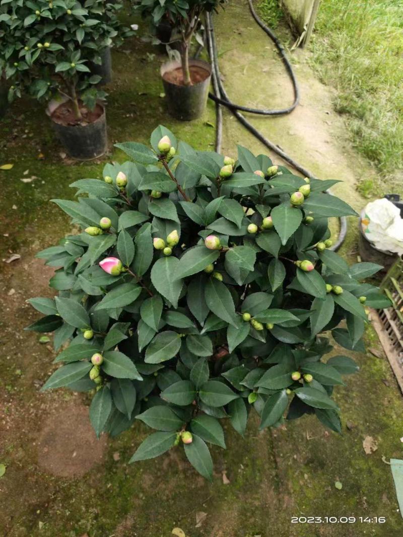 香妃茶花(30公分至1米高)