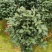 香妃茶花(30公分至1米高)