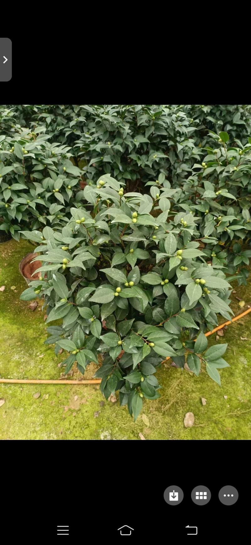 香妃茶花(30公分至1米高)