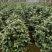 香妃茶花(30公分至1米高)