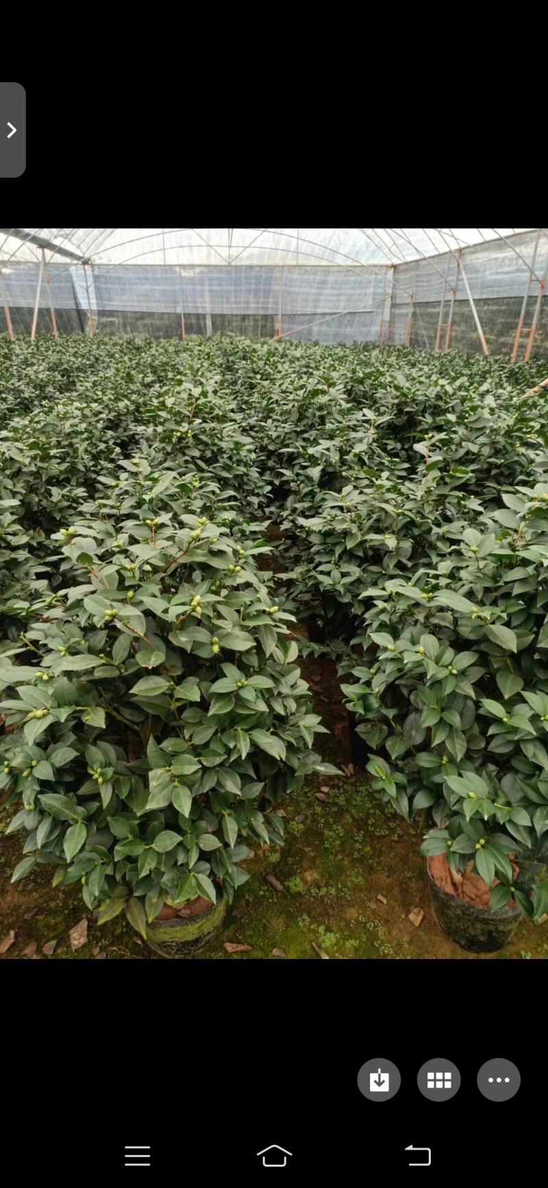 香妃茶花(30公分至1米高)