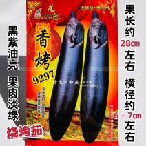 果肉淡绿烧烤茄种子早熟杂交香烤9297油亮粗棒型茄子种子