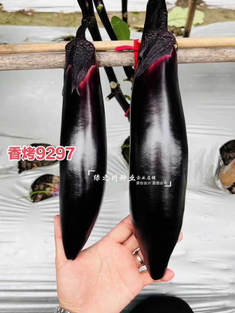 果肉淡绿烧烤茄种子早熟杂交香烤9297油亮粗棒型茄子种子
