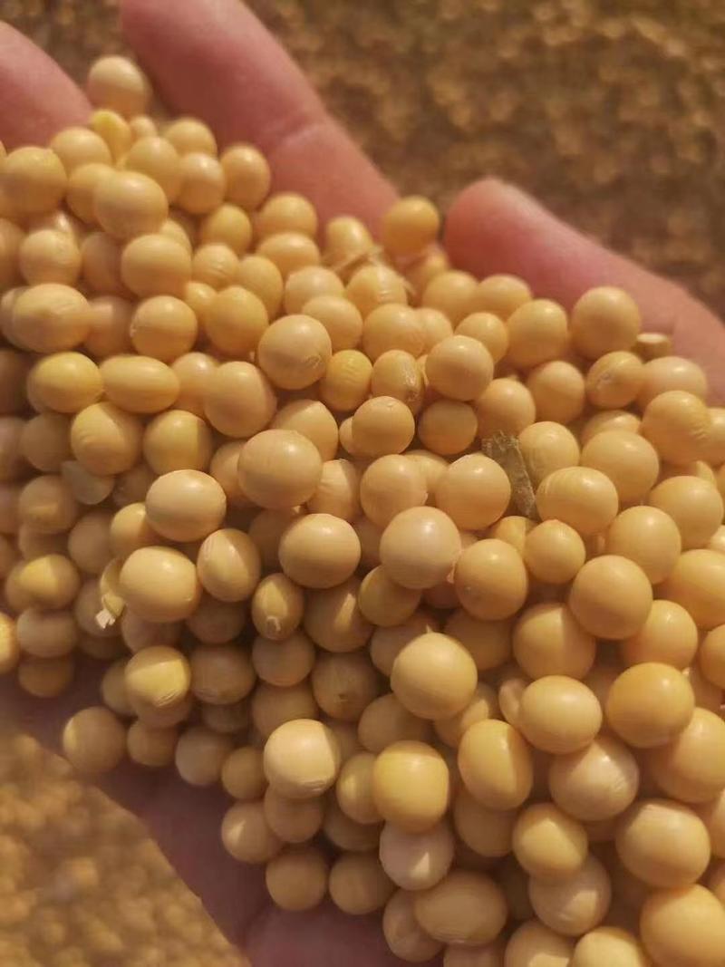 黑龙江高蛋白大豆，蛋白42，腐竹豆制品专用货源充足品质保