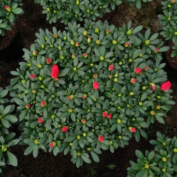杜鹃花