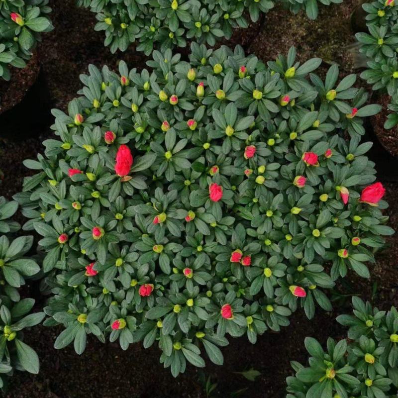 杜鹃花
