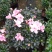 杜鹃花