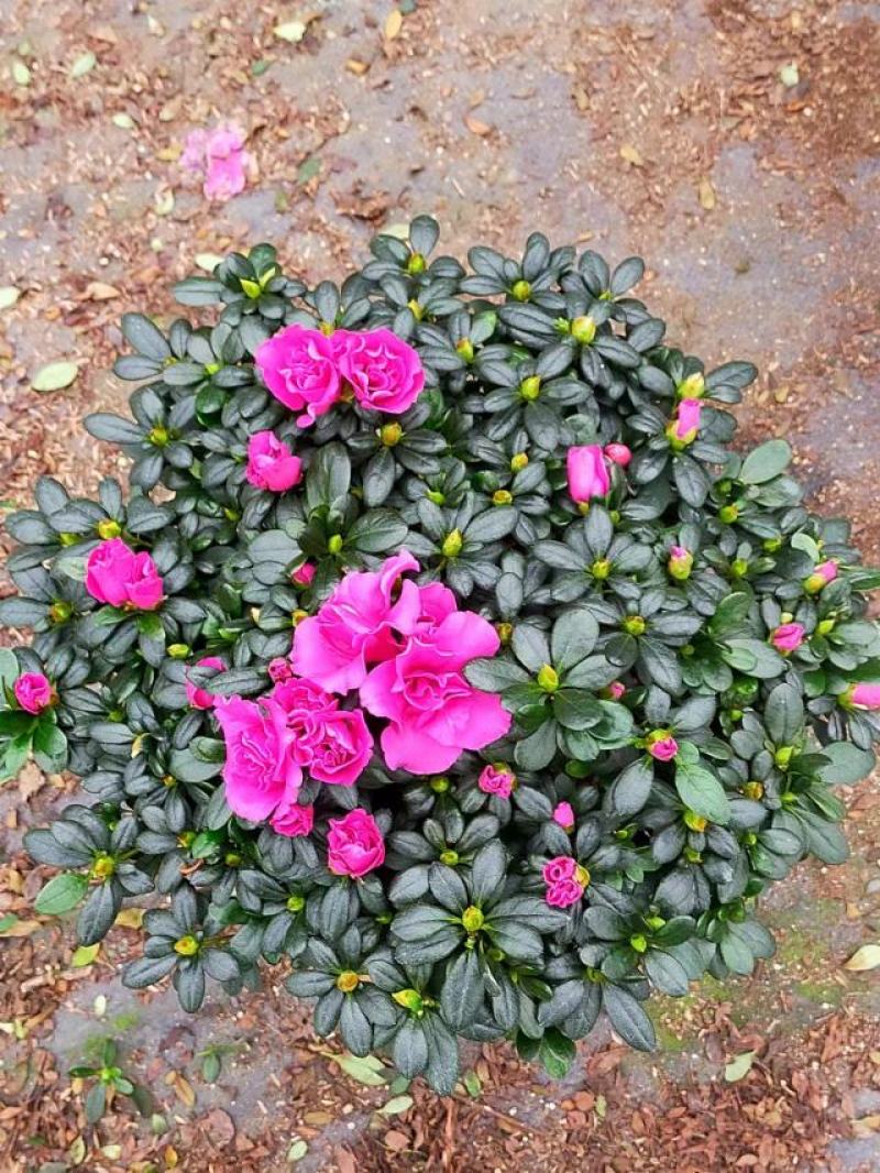杜鹃花