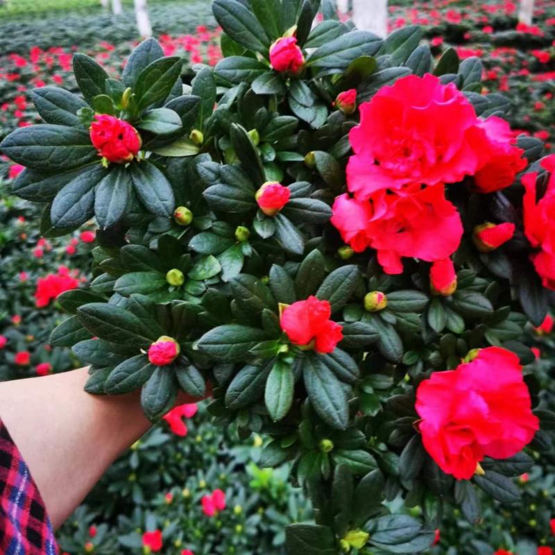 杜鹃花