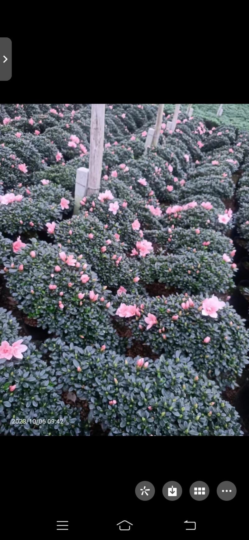 杜鹃花