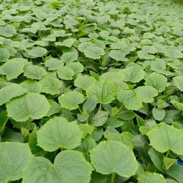 辽宁嫁接旱黄瓜苗强磁旱黄瓜大棚种植黄瓜苗蔬菜苗产地直发
