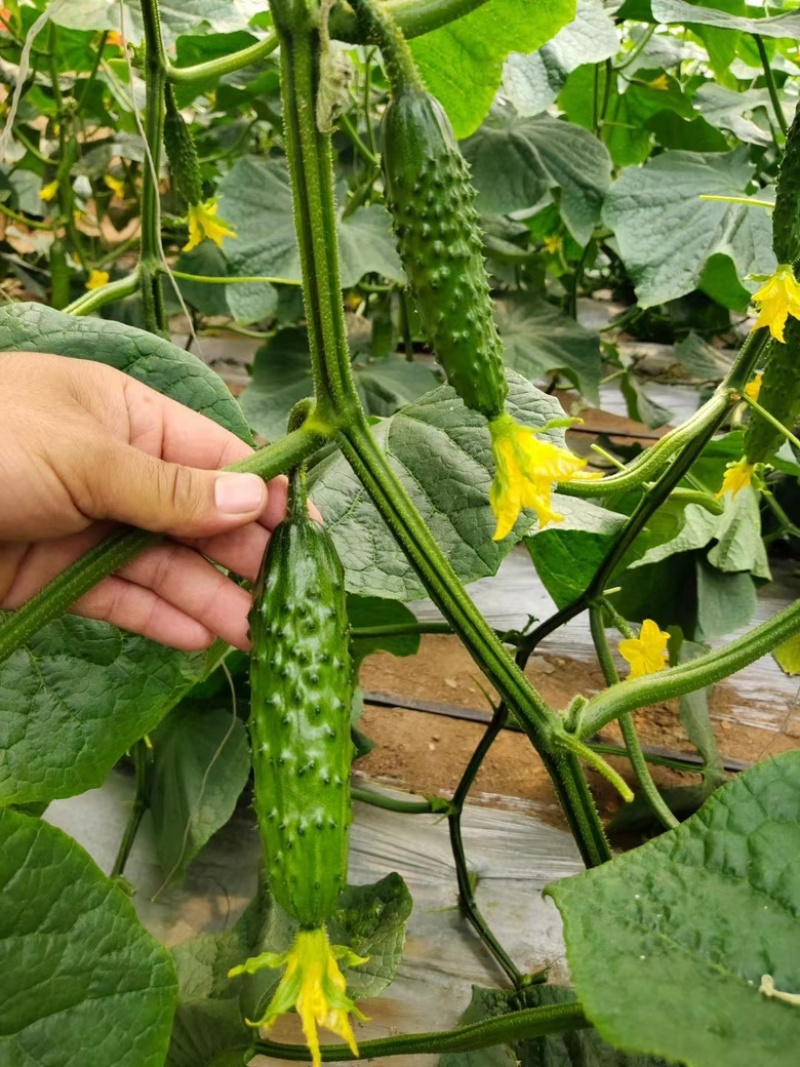 辽宁嫁接旱黄瓜苗强磁旱黄瓜大棚种植黄瓜苗蔬菜苗产地直发