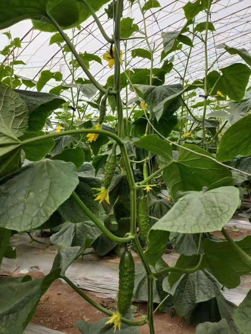 辽宁嫁接旱黄瓜苗强磁旱黄瓜大棚种植黄瓜苗蔬菜苗产地直发