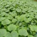 样品嫁接黄瓜苗样品试种植欢迎咨询湿地看货洽谈合作