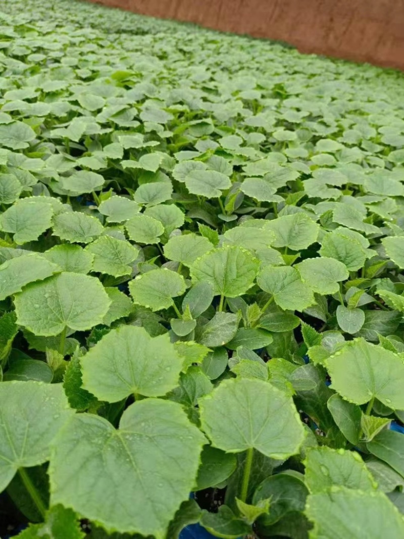 样品嫁接黄瓜苗样品试种植欢迎咨询湿地看货洽谈合作