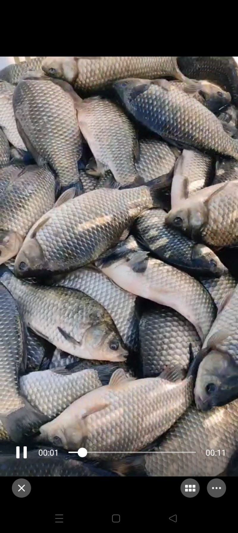 大鲫鱼