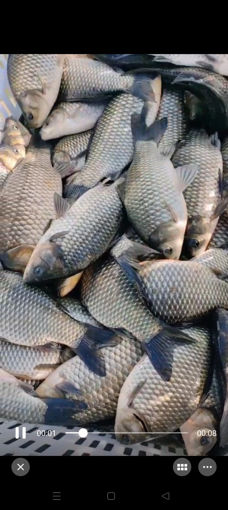 大鲫鱼