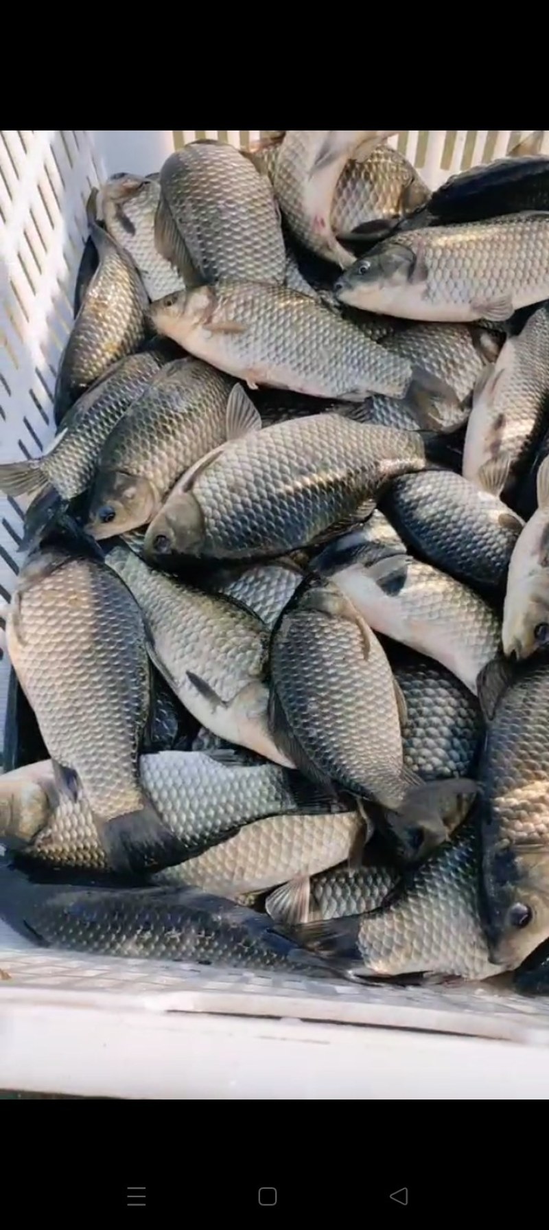 大鲫鱼