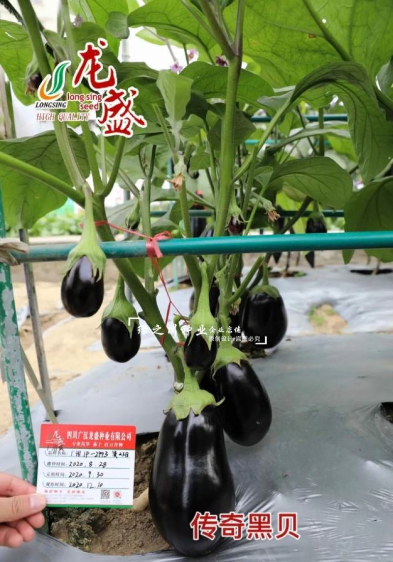 传奇黑贝高品质灯泡茄种子油黑亮丽果肉淡绿绿把油黑茄子种子