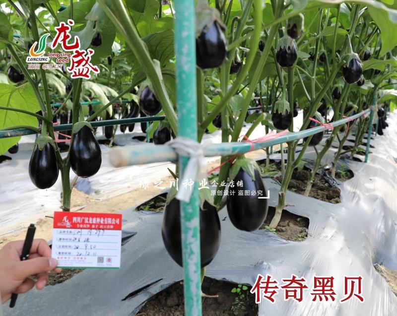 传奇黑贝高品质灯泡茄种子油黑亮丽果肉淡绿绿把油黑茄子种子