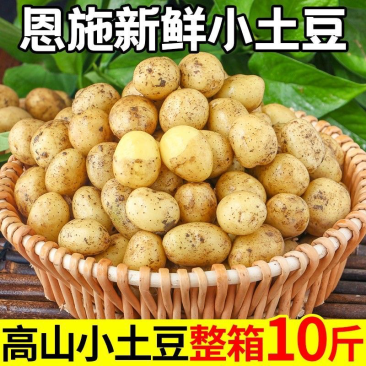 恩施小土豆马尔科黄皮黄心按大小筛选