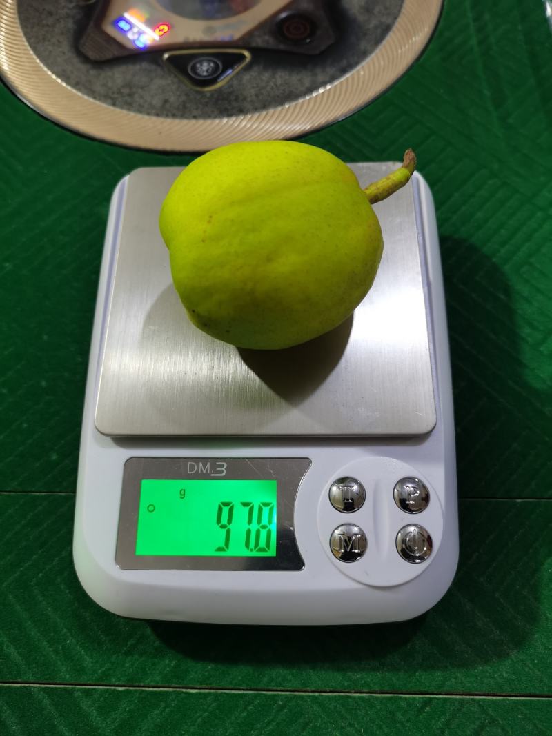新疆库尔勒香梨
